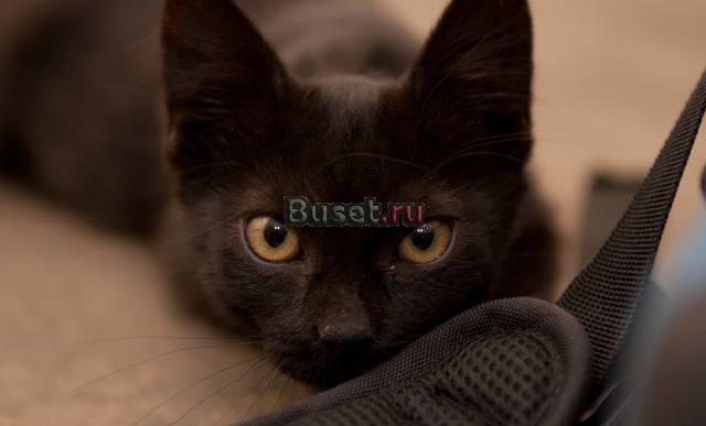 Котенок, девочка 2 мес в дар Москва
