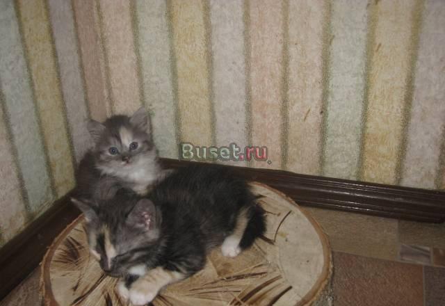 Котята Москва