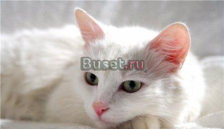 Красавица кошка Бланка фон Вайт  в дар Москва