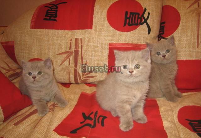 Продам британских котят Новосибирск
