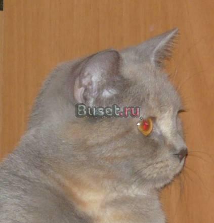 Отдам на условиях Британскую короткошерстную кош Уфа
