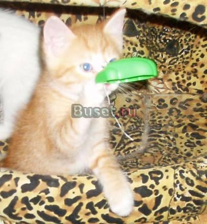 Бело-рыжий котенок от домашней кошки Санкт-Петербург