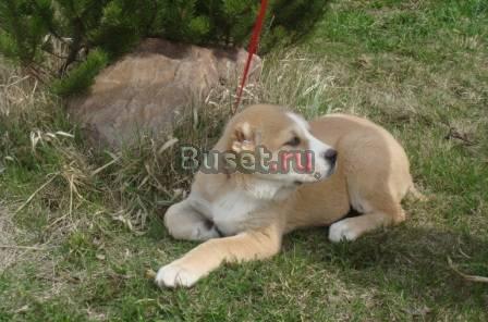 Прдается щенок алабая Нижний Новгород