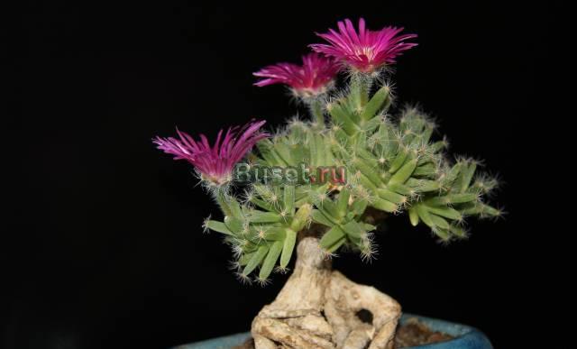 Trichodiadema  densum Ростов-на-Дону