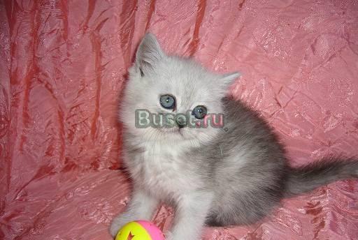 Британские котята Москва
