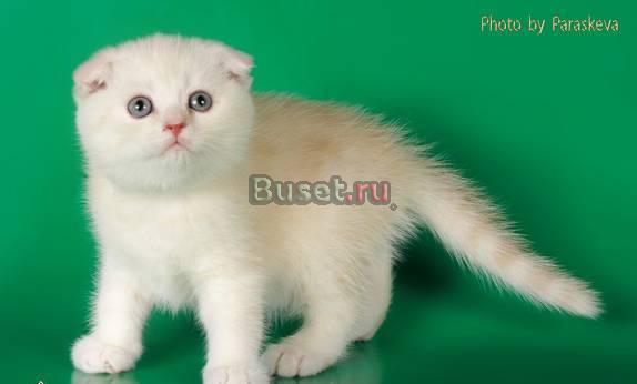 Шотландские котята Санкт-Петербург