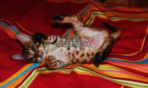 Бенгальские котята Москва