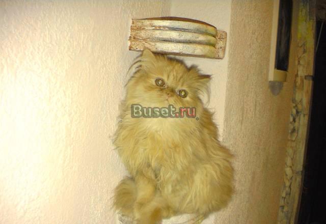 Лапочка Москва