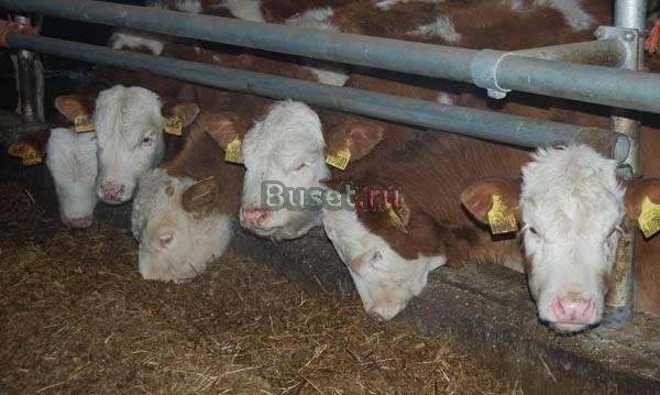 Продажа крс (быки) в живом весе Лиски