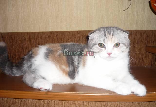 Шотландская вислоухая кошечка Курск