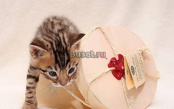 Бенгальские котята редких окрасов Москва