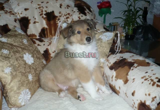 Щенок колли Ярцево