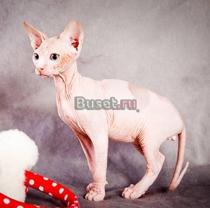Красивые  котята Нижний Новгород