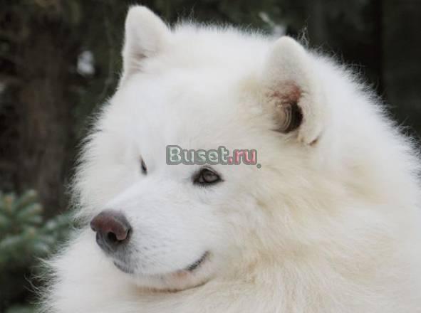 Щенки самоеда Барнаул