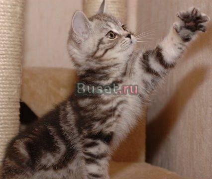 Продаем шотландских вислоухих и прямоухих котят Екатеринбург