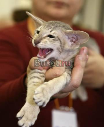 Котята ориентальной породы Кострома