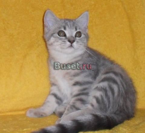 Шотландская  девочка Москва