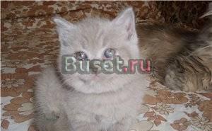 Британские веселые ребята Москва
