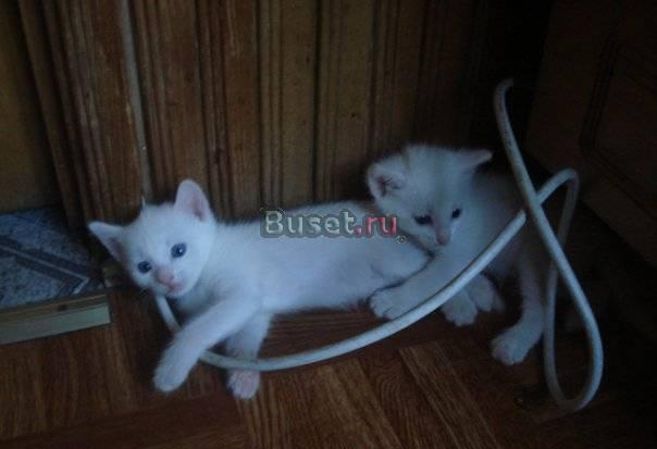 Продаю котят 2мес Турецкая Ангора(полукровки) Москва