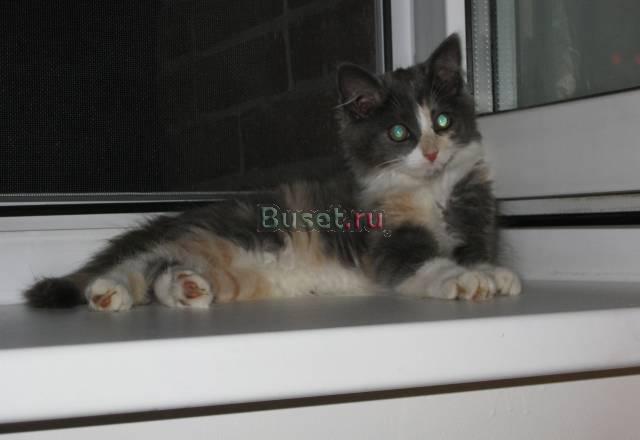 3-х цветная кошечка Санкт-Петербург