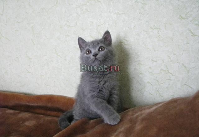 Продаются чистокровные британские голубые котята Москва
