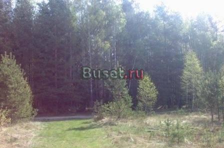 Продам участок 15сот в сосновом бору.г.Киржач Москва