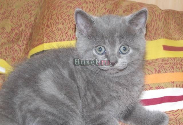 Шотландский котик страйт Москва