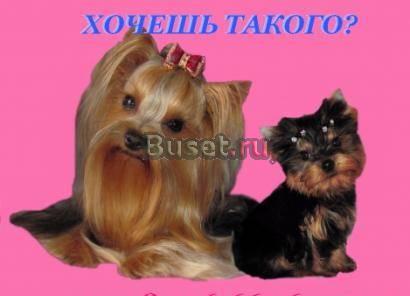 Великолепные мини йорки Москва