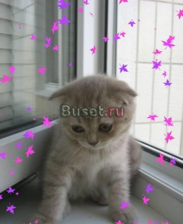 Британские котята Москва