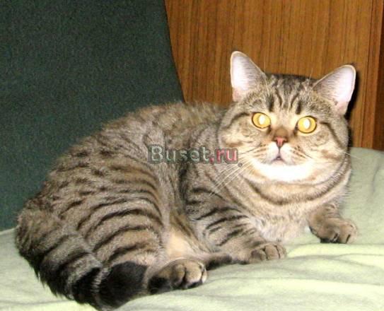 Кошки и кот в добрые руки Москва