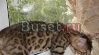 Бенгальские котята Казань