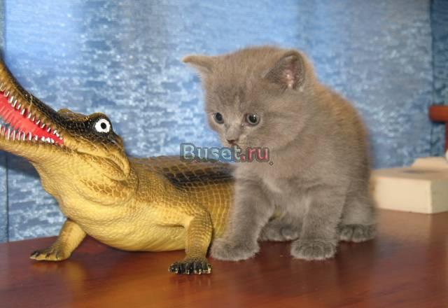 Шотландские котята Москва