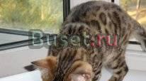 Бенгальские котята Самара