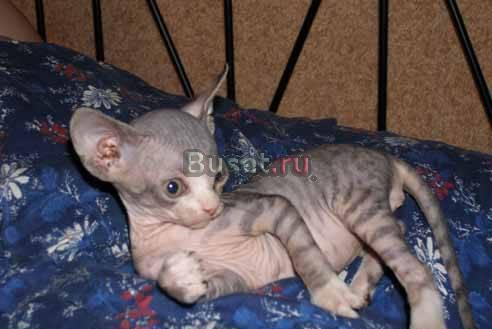 Канадский сфинкс-котик Москва