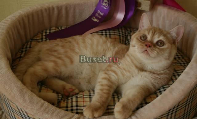 Британские котята ,сказочные котики Москва
