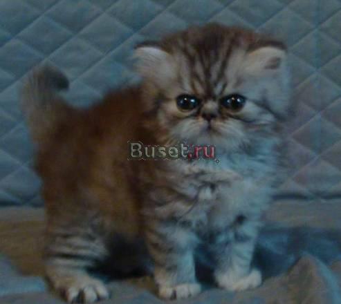 Персидский котенок Москва