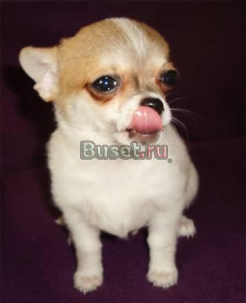 Чихуахуа Москва