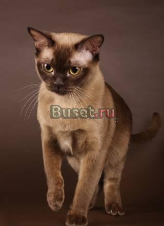 Бурманские котята - Пермь Пермь