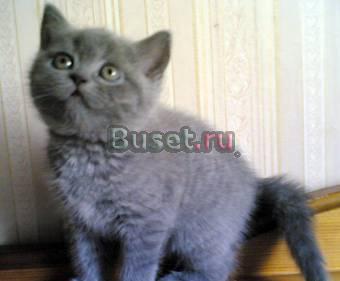 Британские и шотландские вислоухие 89181449756 Краснодар