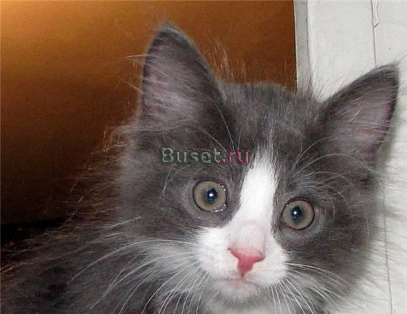 Дымчато-голубые котята, 1,5 месяца в дар Санкт-Петербург