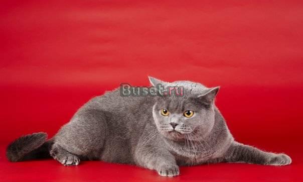 Клубные котятки Санкт-Петербург
