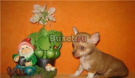 Миниатюрные щеночки чихуахуа Москва