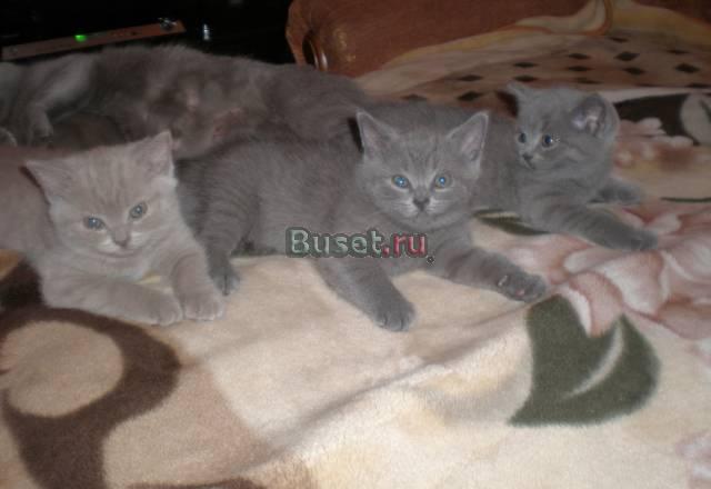 Клубные британские котята Москва