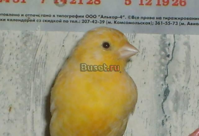 Продам певчих канареек(недорого) Санкт-Петербург