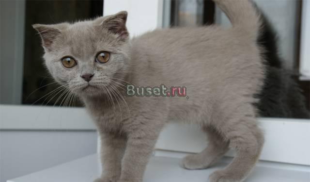 Котенок, малышка кошечка Москва