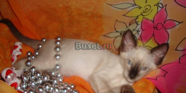 Котик Петербургского сфинкса (вариация) Санкт-Петербург