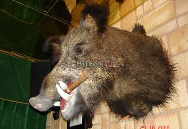 Голова-чучело Кабана Москва