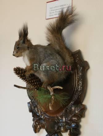 Белочка - чучело Москва