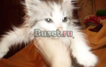 Отдам котёнка в добрые ручки Челябинск