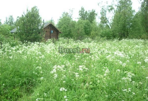 Участок 10 соток Ропша Ломаносовский район Кипень
